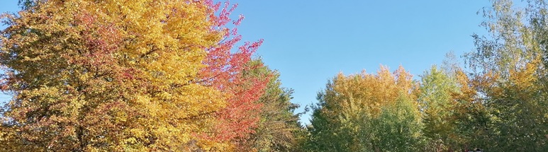 Foto von farbenfrohen Herbstbäumen in gelb, rot und grün