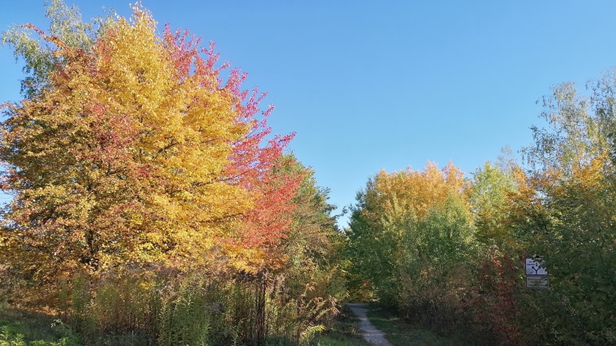 Foto von farbenfrohen Herbstbäumen in gelb, rot und grün