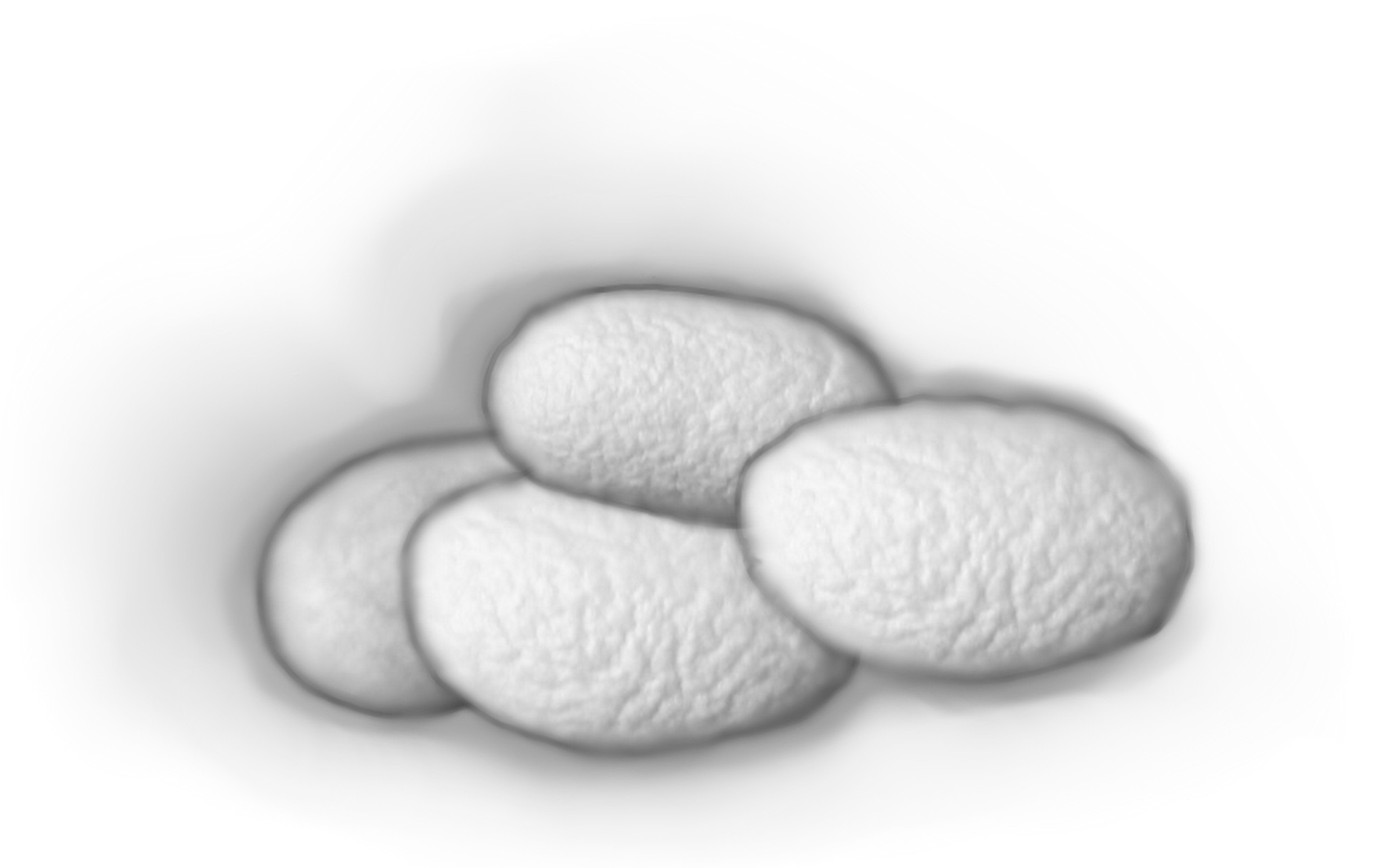 Kokons der Seidenraupe Bombyx mori